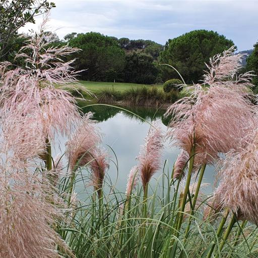 Flauschige Ziergräser säumen einen Teich, mit einem Hintergrund aus dichtem Wald und grünen Hügeln.