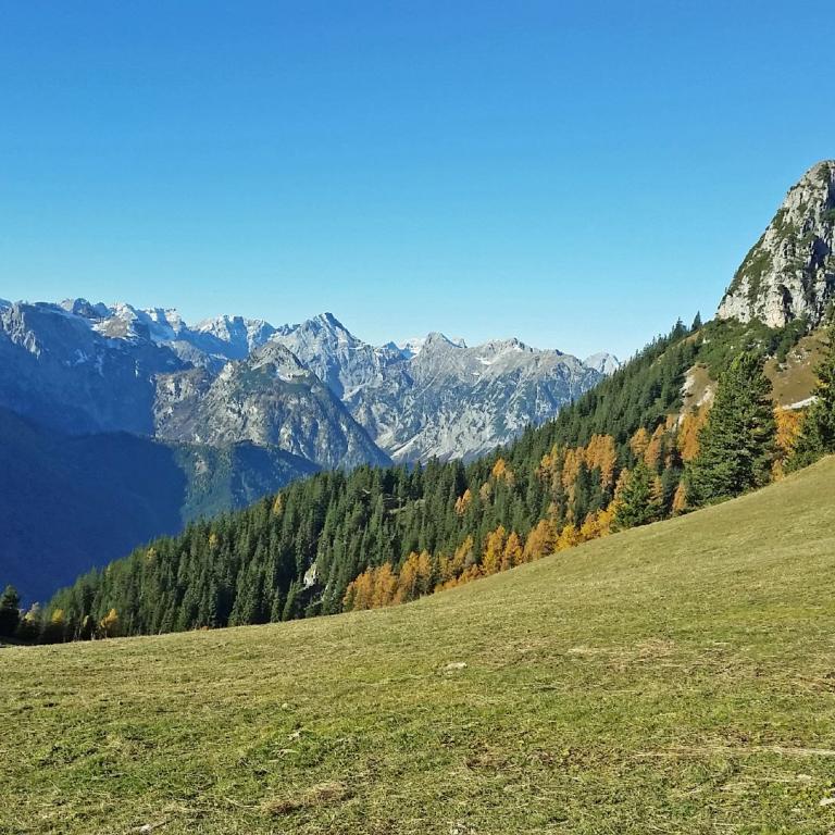 Panoramablick über eine grüne Almwiese mit dichtem Wald, die in majestätische, felsige Bergketten mündet.