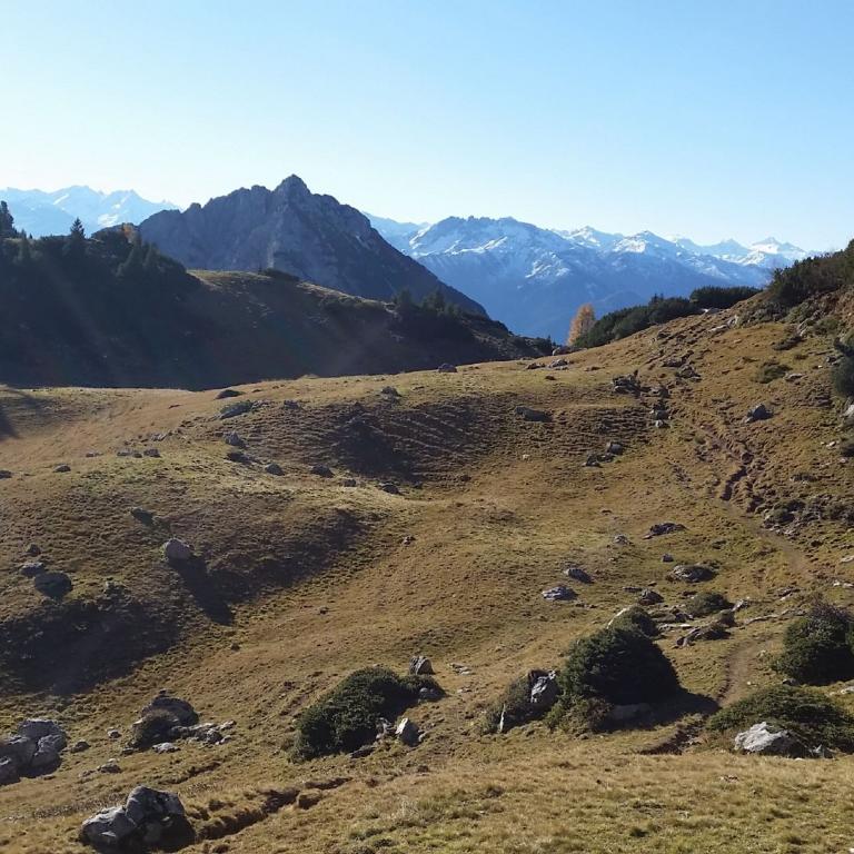 Panoramaaufnahme einer alpinen Landschaft mit grasbewachsenem Vordergrund, bewaldeten Hängen und majestätischen, schneebedeckten Bergen im Hintergrund