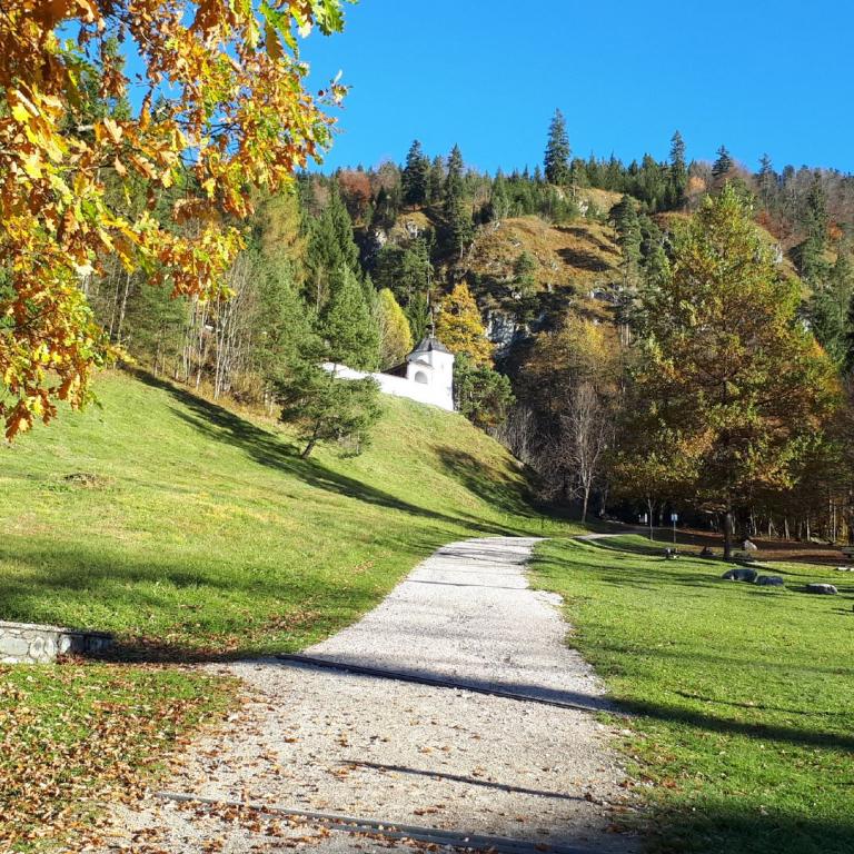 Ein herbstlicher Weg führt durch eine grüne Wiese mit einem großen Baum an gelbem Laub und einem bewaldeten Hang im Hintergrund.