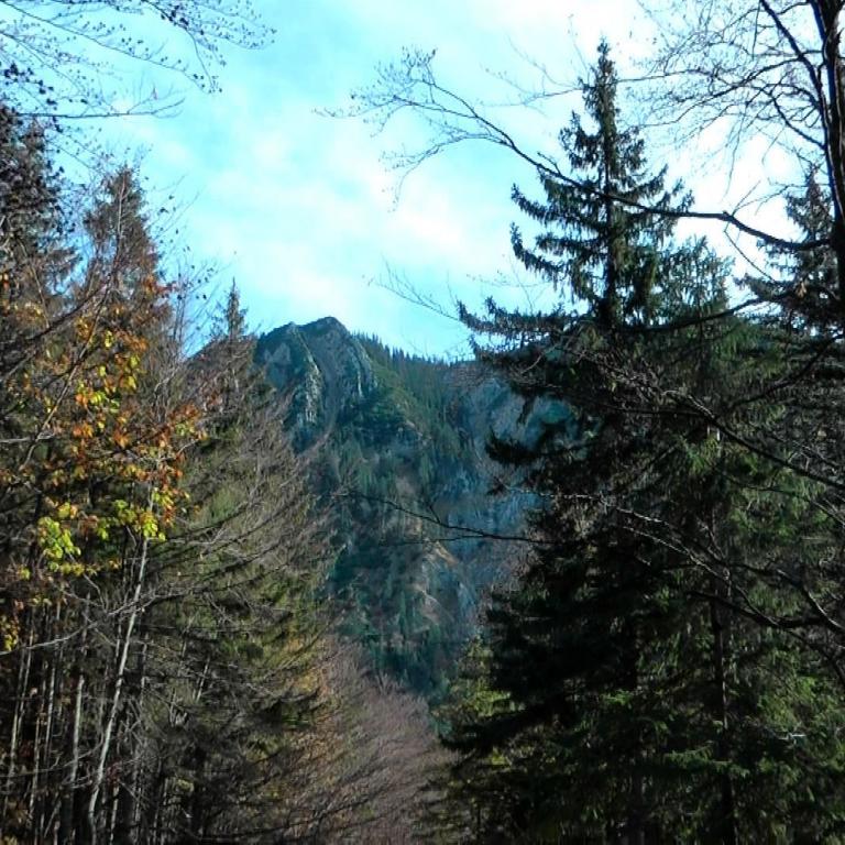 Ein Waldweg führt durch einen bewaldeten Hang mit Blick auf eine Bergkette am Horizont.