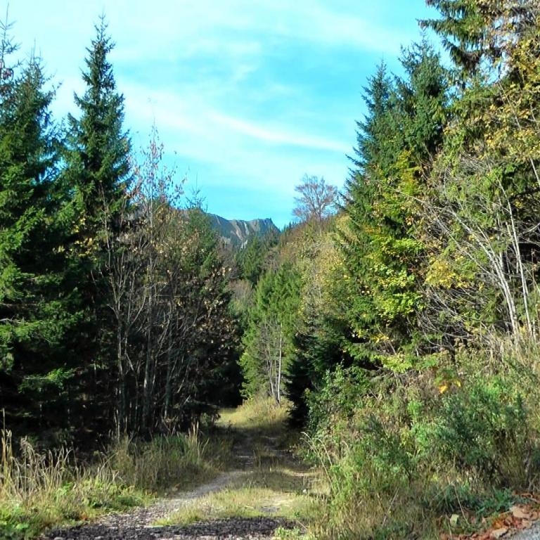 Waldauschnitt im Spitzinggebiet