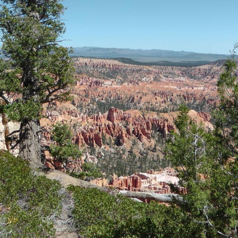 Panoramaaussicht auf einen Canyon mit rötlichen Felsformationen, eingerahmt von dichtem grünen Wald.