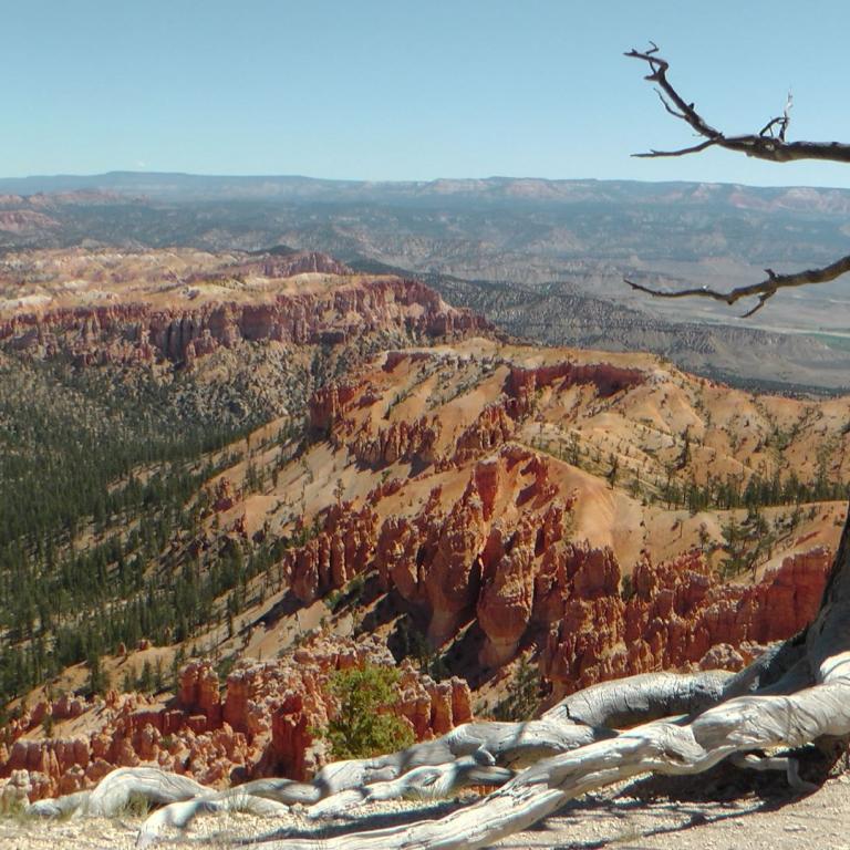 Panoramablick auf ein weitläufiges Canyon-System mit leuchtend roten Felsformationen und einem prominenten Baumstamm im Vordergrund.