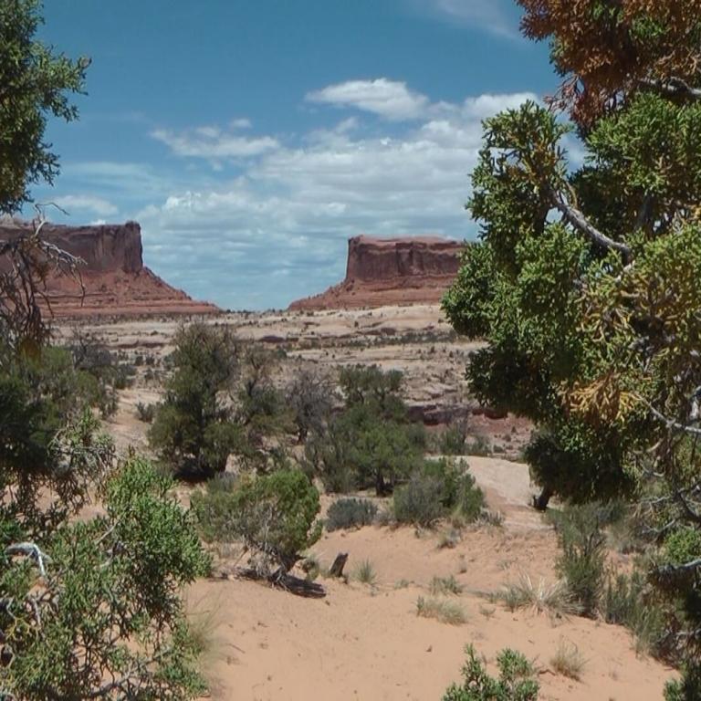 Panoramablick auf rote Canyonwände und eine weite Wüstenlandschaft, gerahmt von dichtem Vordergrundgehölz.